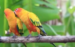 Ratusan Burung Ilegal Asal Lampung Dilepasliarkan di Habitatnya