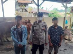 Lagi, Sehari Polres Probolinggo Gagalkan Dua Aksi Pencurian Sapi