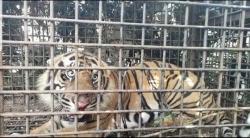 Kampung Nalo Gedang Sempat Mencekam, BKSDA Akhirnya Tangkap Seekor Harimau