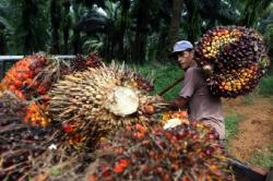 Serikat Petani Kelapa Sawit Bongkar Siasat Perusahaan CPO Raih Untung Besar 