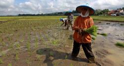 Masuk Musim Kemarau, Kementan Imbau Petani NTT Proteksi Diri dengan AUTP
