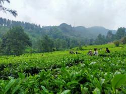 Libur Lebaran, Wisata Murah Meriah di Puncak Bogor Ramai Pengunjung