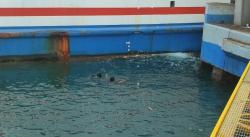 Berburu THR dari Bawah Laut. Ini Atraksi Warga di Pelabuhan Merak