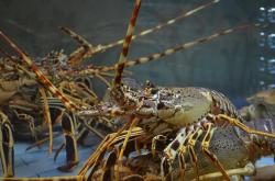 Jutaan Bayi Lobster Diduga Dijual Secara Ilegal di Kaur Bengkulu