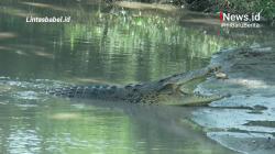 Video, Buaya Muara di Sungai Tengah Kota Pangkalpinang Hebohkan Warga