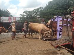 Wabah PMK Mengganas di Jatim, Pedagang Luar Kota Serbu Pasar Sapi Dimoro Kota Blitar