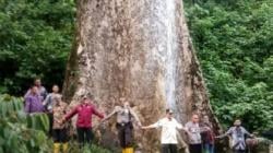 Pohon Terbesar di Dunia Ada di Hutan Agam, Berusia 500 Tahun Lebih, Ungguli Pohon Terbesar di AS