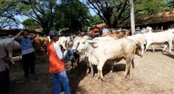 Harga Sapi di Pasar Hewan Purwakarta Naik 25 Persen, Diduga Dampak PMK Pasokan Berkurang