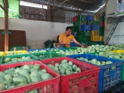 Mangga Gresik Tembus Pasar Malaysia dan Singapura