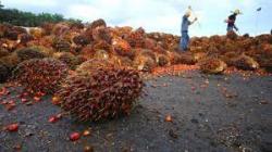 Duh! Petani Sawit Rugi Rp11 Triliun Imbas Larangan Ekspor CPO