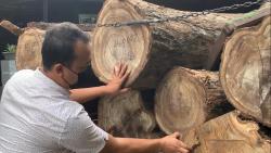 Dua Pelaku Pencurian Kayu Sono Dibekuk, Tiga Buron