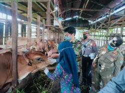 Ratusan Sapi Dari NTT yang Masuk Kalsel Dinyatakan Bebas PMK