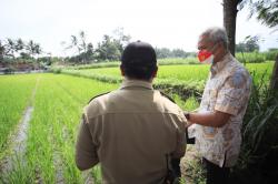 Ganjar Dukung Petani Klaten Budidayakan Padi Organik Varietas Srinuk