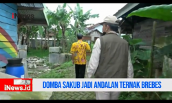 Video Dinas Peternakan Kembangkan Domba Sakub Jadi Andalan Ternak Brebes