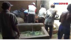 Warga Kesulitan Evakuasi, Sapi Limosin 1 Ton di Lumajang Mati, Terjangkit PMK