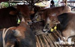 MUI Susun Panduan Ibadah Qurban, Antisipasi Penyakit Mulut dan Kuku