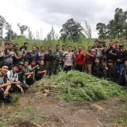 Petugas Musnahkan 3 Hektare Ladang Ganja di Gayo Lues