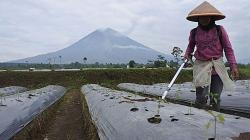 Program Ketahanan Pangan Tingkatkan Kesejahteraan Petani