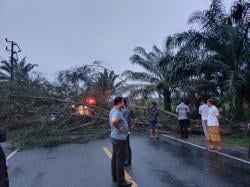 Angin Kencang disertai Hujan, Pohon Cemara Tumbang dan Listrik Padam di Aceh Jaya