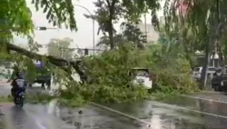 Hujan Deras dan Angin Kencang Sebabkan Mobil Minibus Tertimpa Pohon di Jalan Gatot Subroto Medan