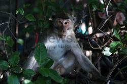 Mengenal Wabah Virus Cacar Monyet yang Telah Menyebar ke Beberapa Negara Non Endemik