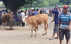 Pasar Hewan Ditutup,Pedagang Sapi Keluhkan Dampak buruknya.