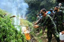 5 Hektar Ladang Ganja Dimusnahkan Di Pegunungan Gayo Lues