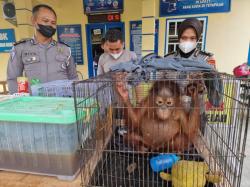 Polres Boalemo Gagalkan Penjualan 56 Satwa Dilindungi dari Makassar ke Manado