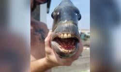 Dijuluki Ikan Iblis, Sheepshead Fish Punya Gigi Mirip Manusia