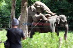 Alat Kelamin Hewan, Gajah Afrika Mempunyai Panjang 100 Cm, Kalau Ikan Paus Lebih Panjang Lagi