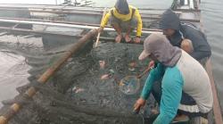 Harga Ikan Merosot Tapi Pakan Naik, Ini Keluh Petani