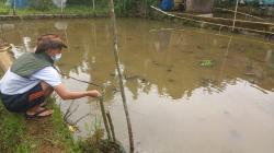 Raup Cuan Dua Kali Lipat, Petani Asal Sukajadi Budidaya Ikan Nila Jelang Tandur