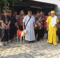 Demi  Konten, Pria di Gresik Menikah dengan Seekor Kambing