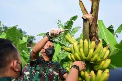 Pisang Cavendish Kualitas Ekspor di Lahan Pangkalan Udara TNI AL Juanda Akhirnya Berbuah Manis