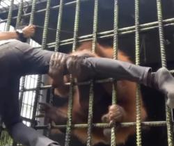 Viral! Video Pria Ditarik Orang Utan, Ternyata Begini Kebenarannya