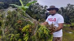 Manfaatkan Lahan Eks Tambang, Warga Bangka Barat Tanam 1.000 Pohon Lengkeng dan Alpukat