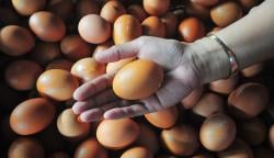 Harga Telur Capai Rp30.000 per Kg, Omzet Pedagang di Banjarnegara Turun 60 Persen