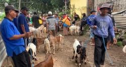 Pemkab Ponorogo Tutup Pasar Hewan, Pedagang Kambing Nekat Berjualan