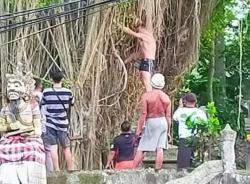 Lagi! Bule Telanjang Nekat Panjat Pohon Keramat di Tabanan Bali