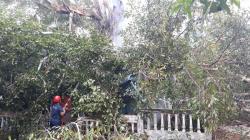 Hujan Angin Kencang di Depok, Pohon Tumbang Timpa Rumah dan Mobil