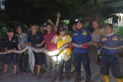 Bikin Kaget! Sedang Bersantai di Halaman Rumah, Warga Bekasi Timur Dihampiri Ular Sanca Enam Meter