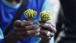 Telusuri Jalur Rempah Nusantara, Mengenal Cengkeh sebagai Tanaman Budidaya dan Budaya