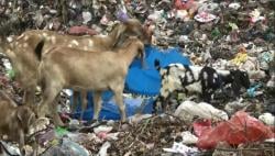 Teliti Sebelum Membeli, Banyak Kambing di Kabupaten Tuban Makan Sampah Rumah Tangga