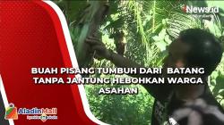 Viral Buah Pisang Tumbuh dari Batang Tanpa Jantung Gegerkan Warga Asahan