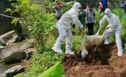 Makin Bertambah, 97 Bangkai Kambing Misterius yang Dibuang ke Sungai Positif PMK