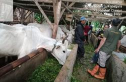 Jelang Idul Kurban, Dinas Peternakan Sukanagara Gencar Sosialisasi Soal PMK