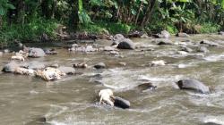 Puluhan Bangkai Kambing Muncul di Kali Serang Semarang