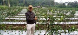 Kondisi Petani Cabai di Pemalang Tidak Menggembirakan Meski Harga Cabai Mahal, Butuh Perhatian Pemda