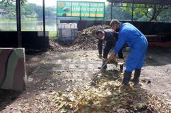 Kreatif, Prajurit Yonif 3 Marinir Ini Olah Sampah Daun Jadi Pupuk Organik