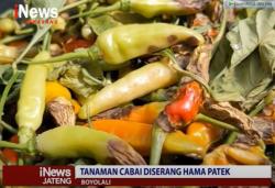 Tanaman Cabai Diserang Hama Patek dan Jamur Akar